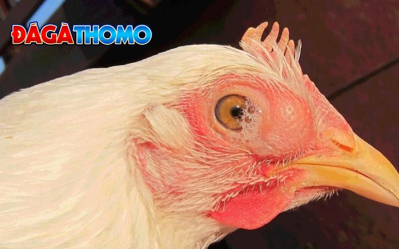 Bệnh crd ở gà là gì?