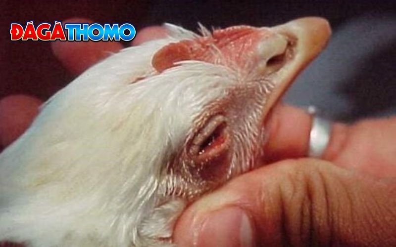 Triệu chứng bệnh crd ở gà