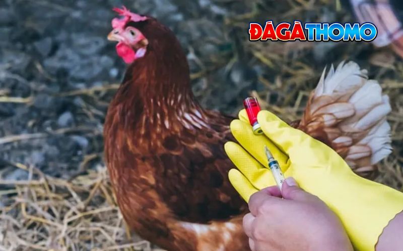 Cách điều trị bệnh crd ở gà