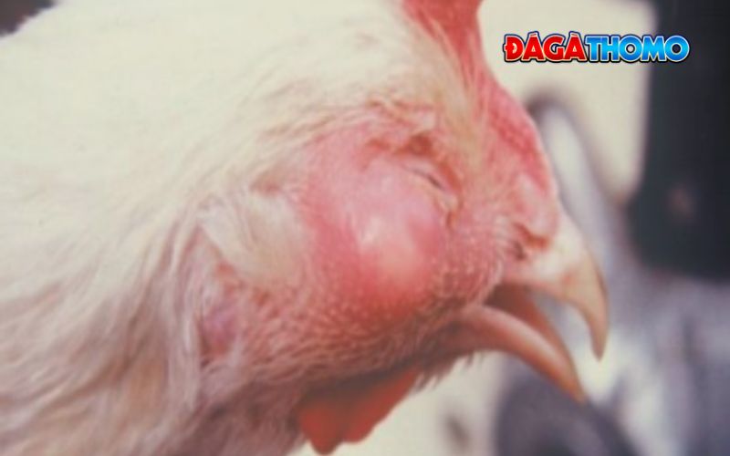 Vậy bệnh crd có chữa được không?
