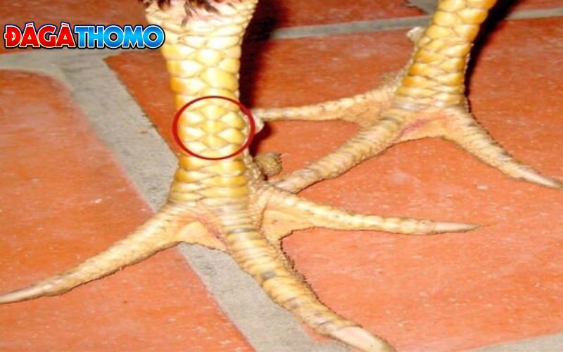 Gà có vảy Huyền Trâm có đá hay không?
