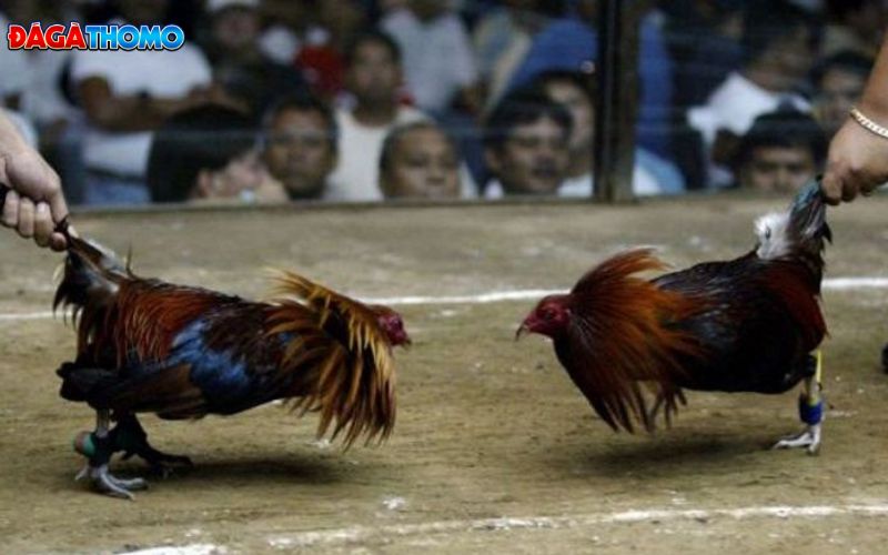 Cách Thả Gà Đá Cựa Sắt Chuẩn Nhất