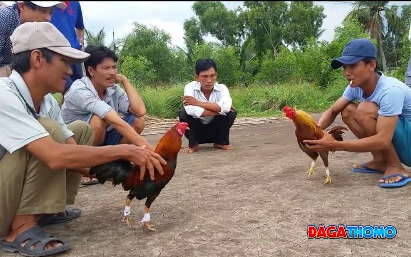 Những lưu ý khi thả gà