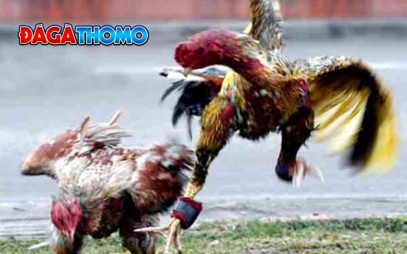 Cách kiểm tra hiệu quả vần gà