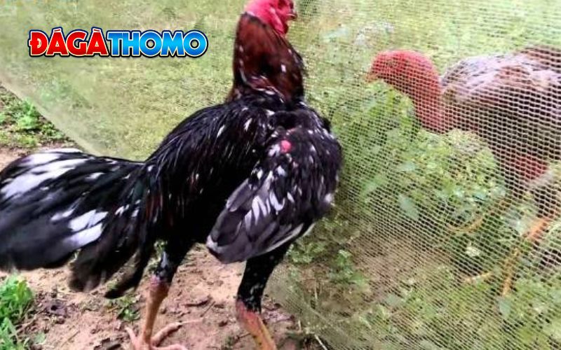 Cách vần gà chọi