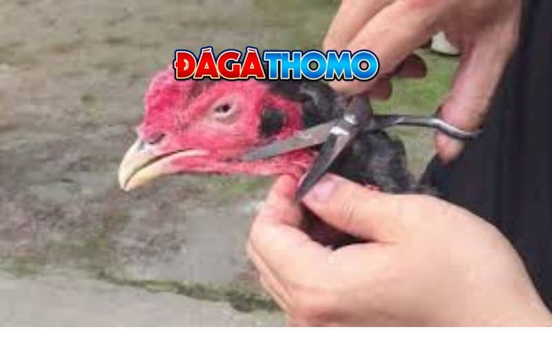 Cắt tai tích cho gà đá Cắt tai tích cho gà đá