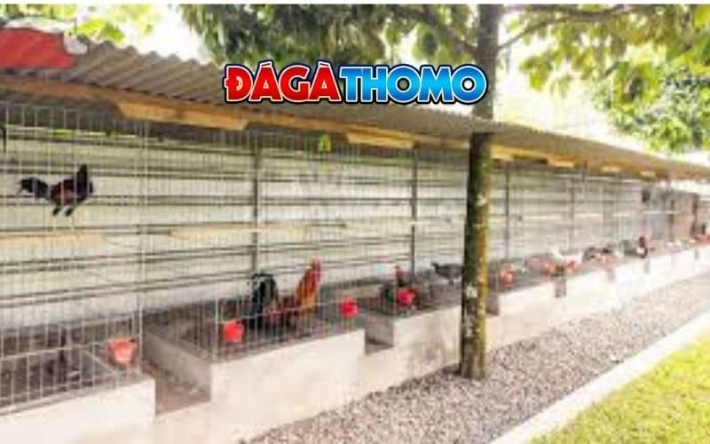Chuẩn bị môi trường sống lý tưởng Chuẩn bị môi trường sống lý tưởng