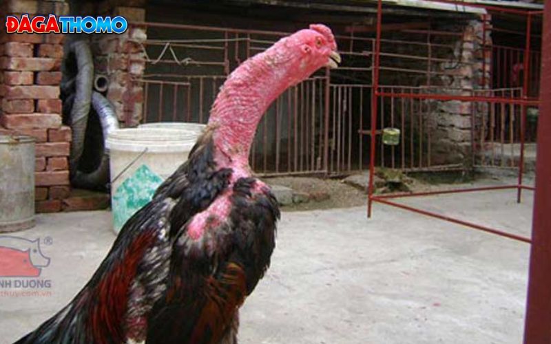 Không nên lạm dụng quá nhiều vào nghệ