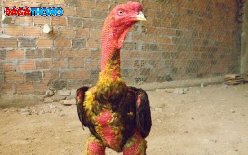 Mục Đích Của Việc Vào Nghệ Cho Gà Đá