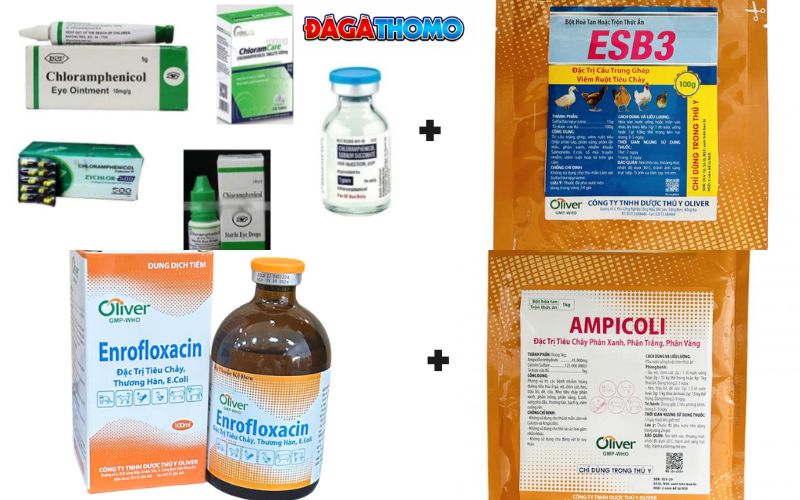 Thuốc điều trị gà bị xù lông