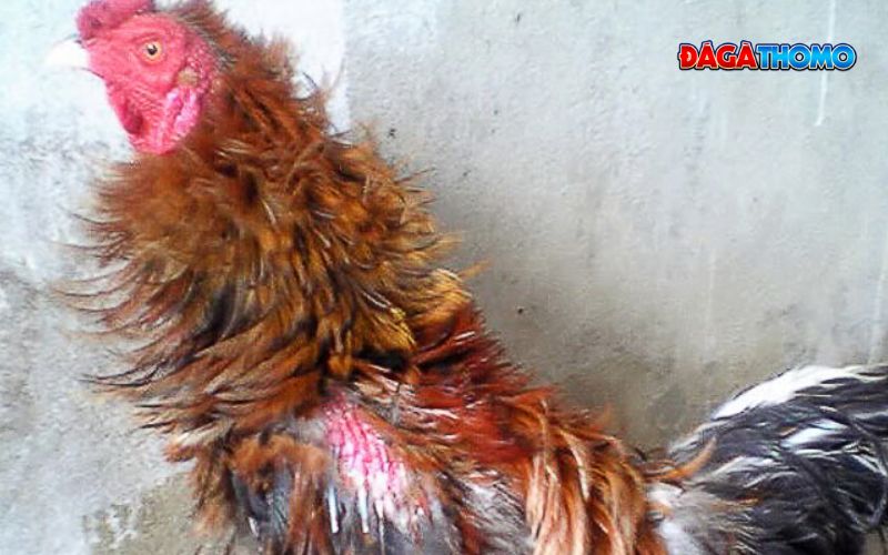 Nguyên Nhân Khiến Gà Xù Lông
