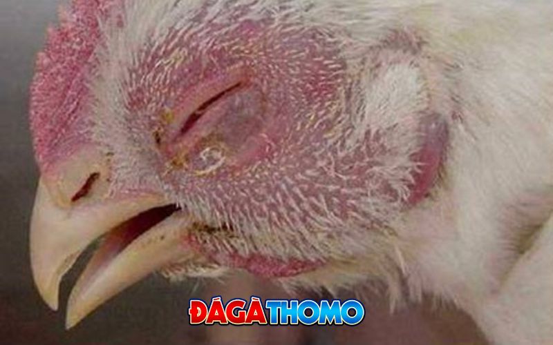 Nhận dạng gà bị tụ huyết trùng