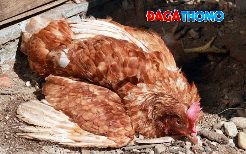 Triệu chứng nhận biết gà bị tụ huyết trùng