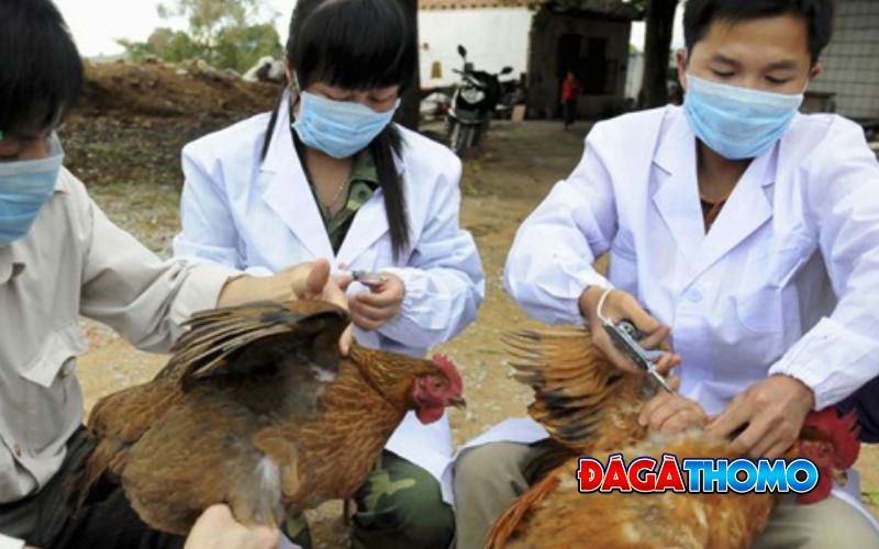 Cách phòng bệnh gà bị tụ huyết trùng