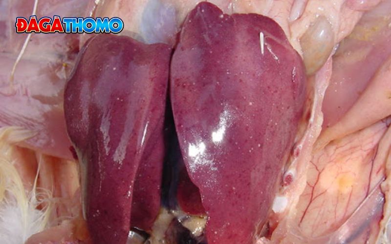 Chẩn đoán gà bị tụ huyết trùng