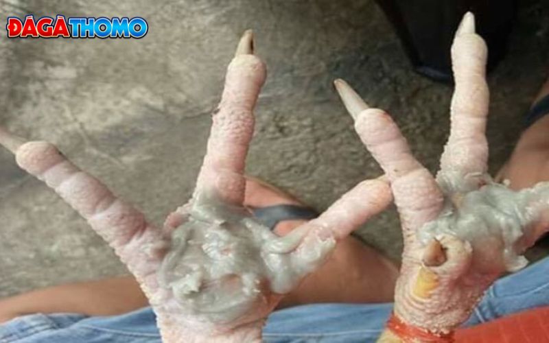 Chân gà chọi bị chai