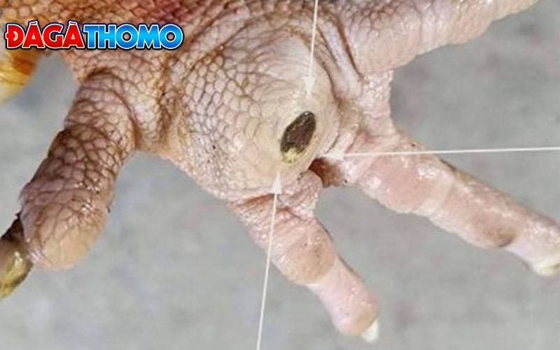 Dấu hiệu nhận biết gà chọi bị chai chân