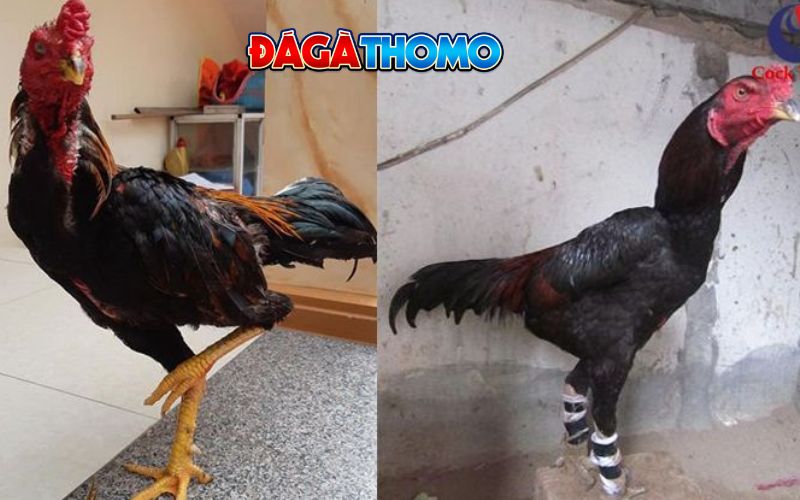 Chế độ dinh dưỡng không đầy đủ cũng có thể khiến gà bị chai chân