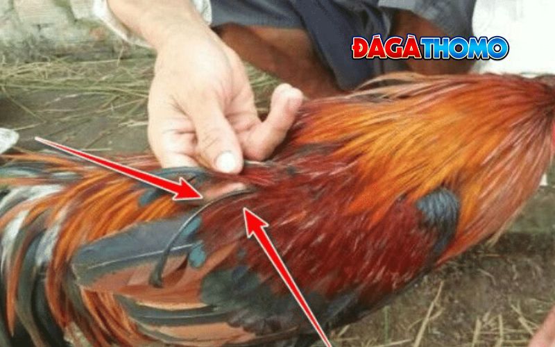 Vì sao gà lông voi được nằm trong hàng linh kê?