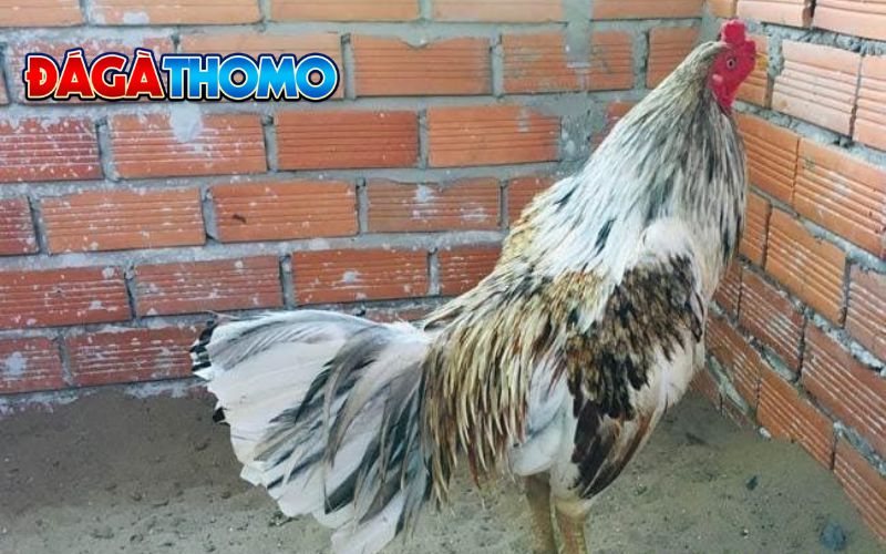 Gà ngũ sắc là gì?