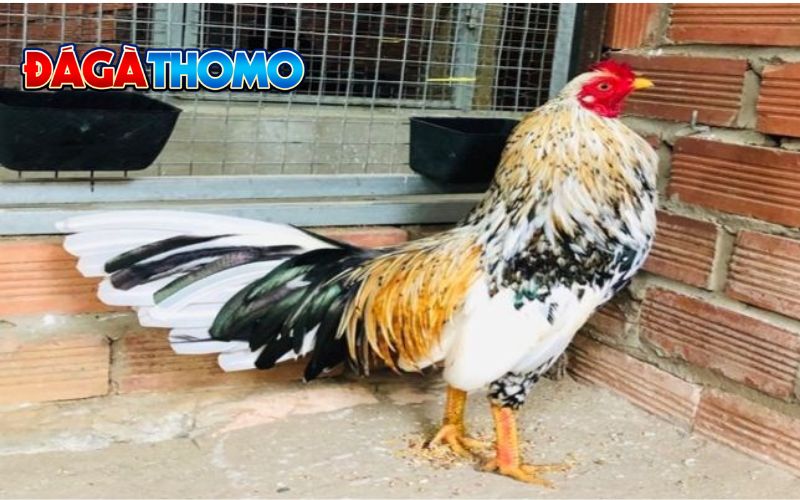 Cách nuôi và chăm sóc gà ngũ sắc