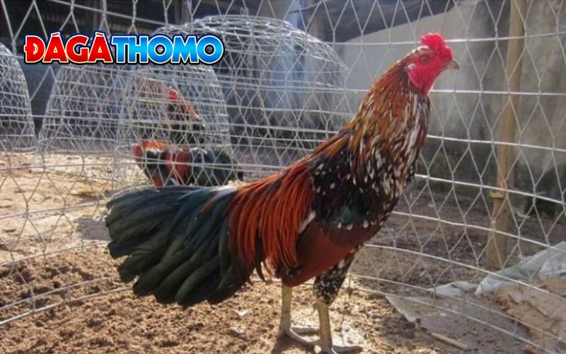 Giá gà ngũ sắc hiện nay