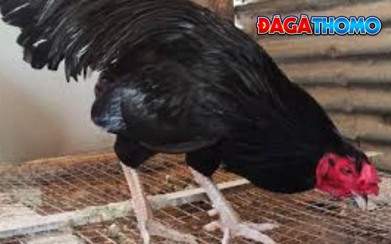 Nhận dạng gà ô chân trắng mỏ ngà