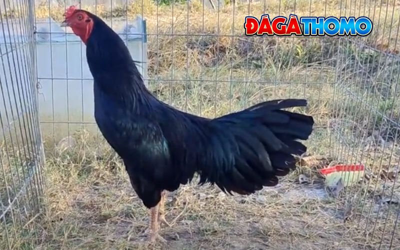 Cách chọn gà ô chân trắng mỏ ngà chuẩn nhất
