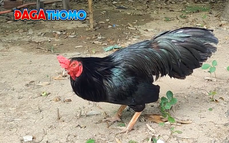 Ý nghĩa phong thủy của gà ô chân trắng mỏ ngà