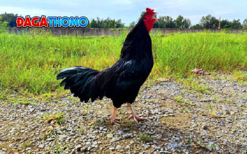 Giá bán gà ô chân trắng mỏ ngà