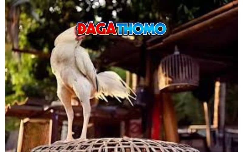 Hướng dẫn cách nuôi gà đá bo lớn tốt Hướng dẫn cách nuôi gà đá bo lớn tốt