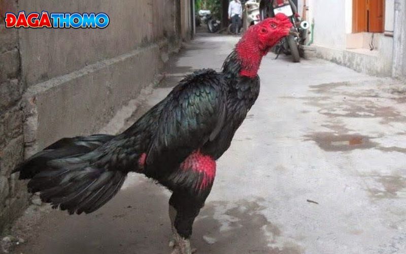 Làm Nước Cho Gà Chọi Trong Từng Thời Điểm
