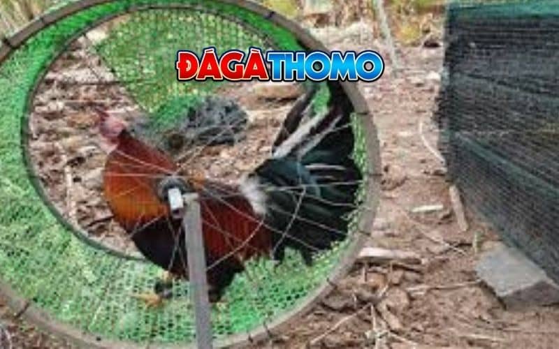 Lịch trình tập luyện khoa học Lịch trình tập luyện khoa học