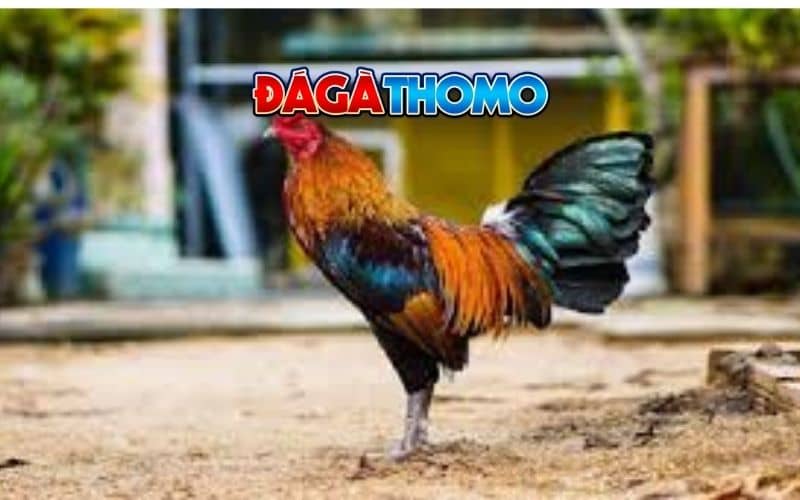 Lựa chọn giống gà đá bo lớn phù hợp Lựa chọn giống gà đá bo lớn phù hợp