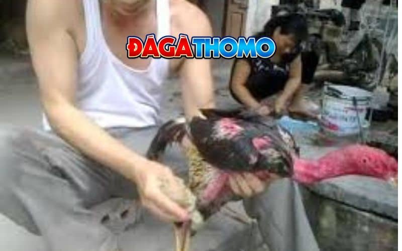 Những sai lầm cần tránh khi nuôi gà đá bo lớn Những sai lầm cần tránh khi nuôi gà đá bo lớn