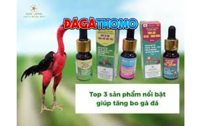 Thuốc nuôi gà đá bo lớn Thuốc nuôi gà đá bo lớn
