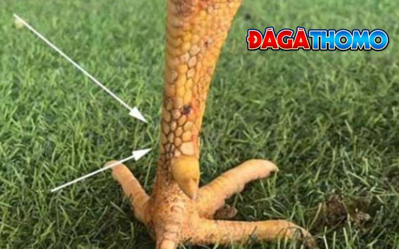 Vảy gà hoa mai là gì?