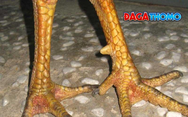 Các loại vảy hoa mai phổ biến