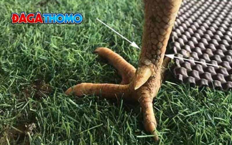 Gà vảy hoa mai có đá hay không?