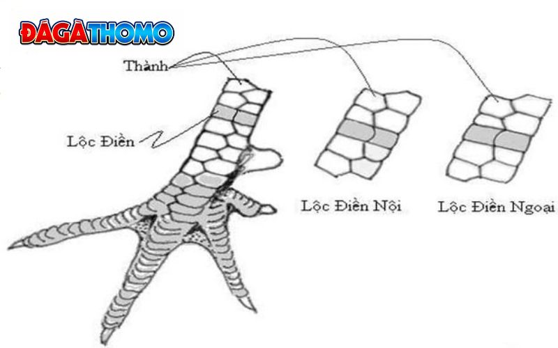 Các loại vảy vấn cán phổ biến