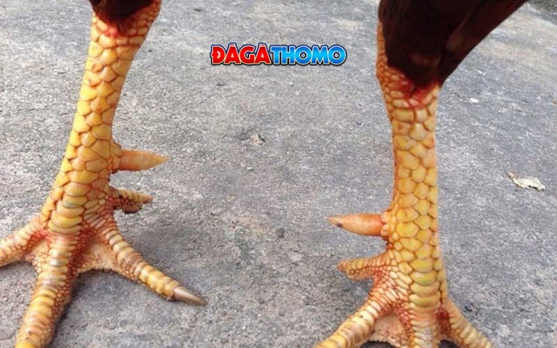 Vảy gà phủ đại là gì?