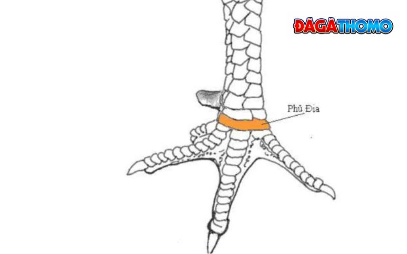 Vị trí mọc vảy phủ địa