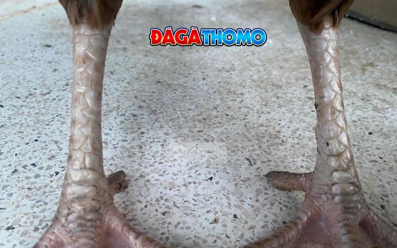 Vảy phủ địa cơ bản