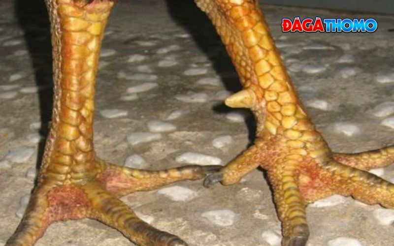 Gà vảy tam tài đá có hay không?