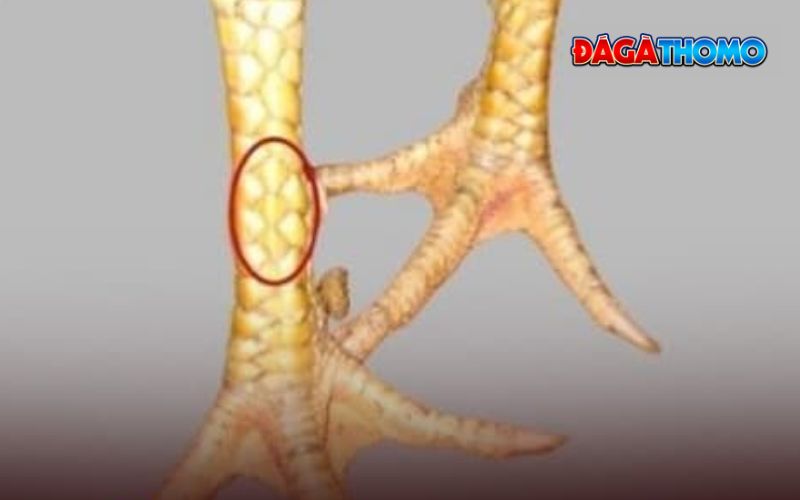 Lời khuyên về vảy tam tài