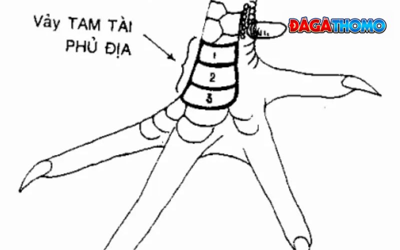 Vảy phủ địa tam tài