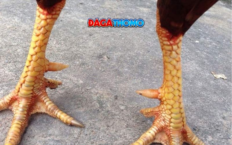 Nhận dạng vảy tam tài