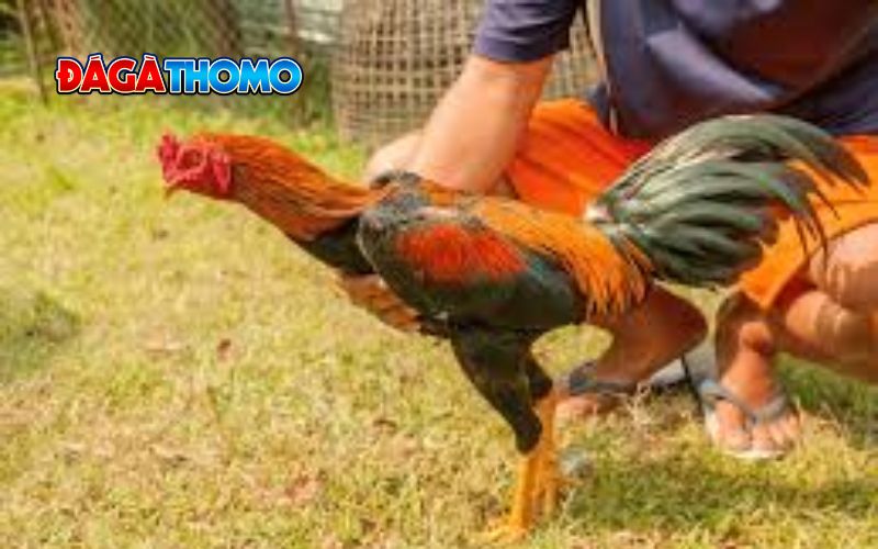 Huấn luyện gà vảy vấn cán