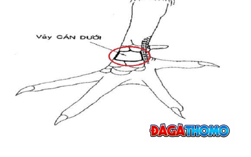 Vảy vấn cán có đá hay không?