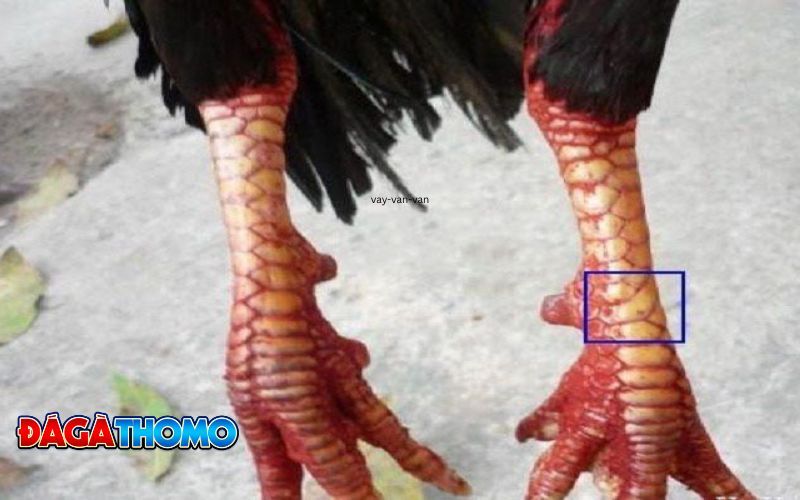Nhận dạng vảy gà vấn cán
